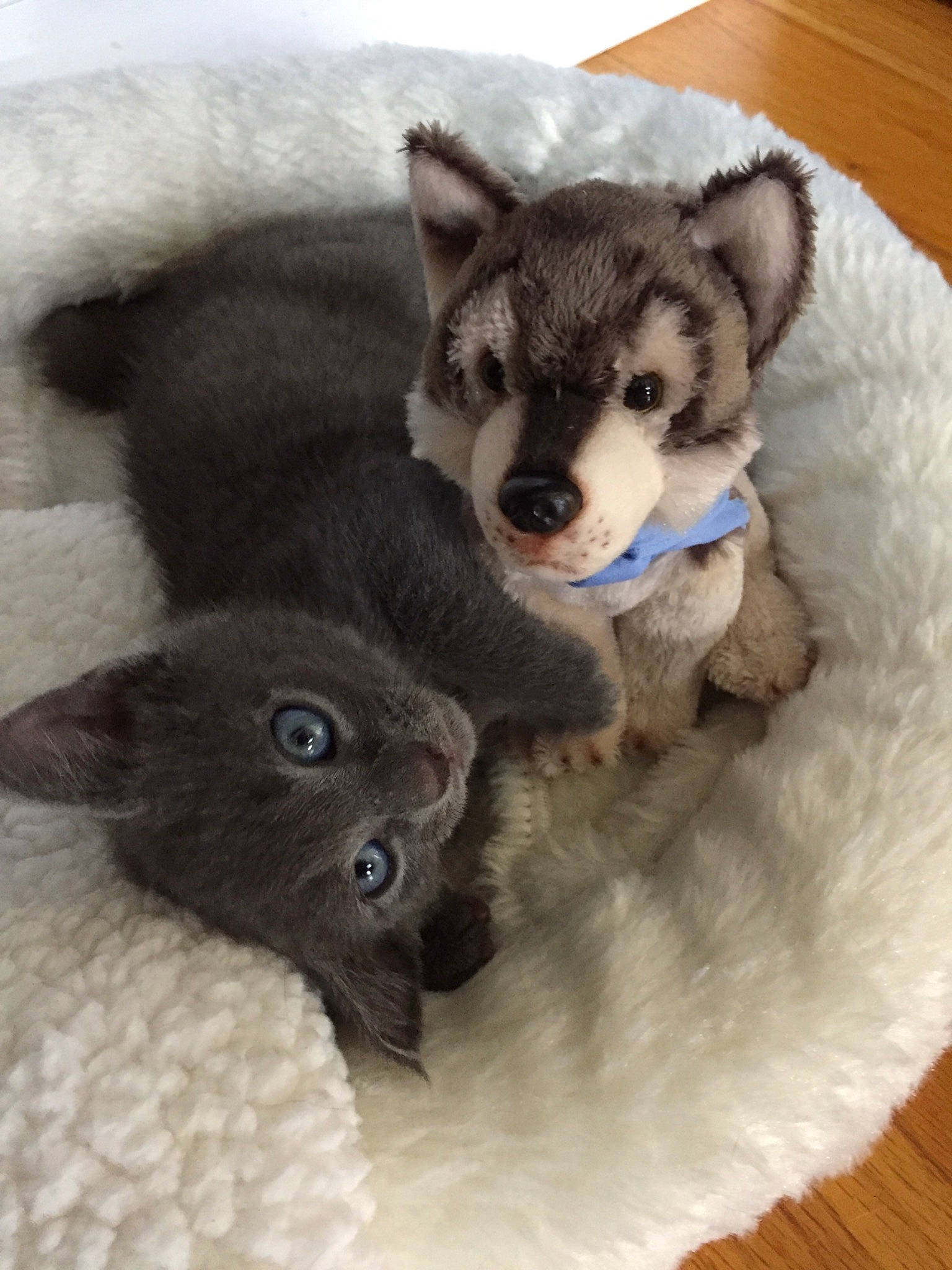 Lupo joined the competition — help win amazing prizes! alaskan_malamute, canidae, carnivore, cat, dog, dog_breed, felidae, fur, kitten, mammal, norwegian_elkhound, puppy, small_to_medium_sized_cats, wolfdog