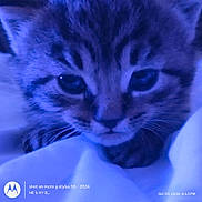 Batman joined the competition — help win amazing prizes! animal, bedding, blue_tint, cat, close_up, cozy, dramatic_lighting, eyes, feline, fur, indoors, nose, paws, pet, photograph, portrait, sleepy, timestamp, watermark, whiskers