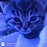 animal, bedding, blue_tint, cat, close_up, cozy, dramatic_lighting, eyes, feline, fur, indoors, nose, paws, pet, photograph, portrait, sleepy, timestamp, watermark, whiskers