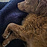 blanket, brown_fur, close_up, couch, cozy, cushion, dog, ear, fluffy, fur_texture, indoor, nose, paw, pet, portrait, puppy, relaxed, resting, sleeping, textile