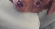 Theodore is registered to the contest to win money with this photo: adorable, bedding, blanket, brown_fur, close_up, couch, dog, eyes, gaze, head_tilt, indoor, lounging, nose, pet, portrait, puppy, sleepy, snout, soft_texture, whiskers