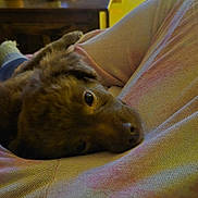 Theodore joined the competition — help win amazing prizes! affection, animal, brown_fur, casual, closeup, comfort, companionship, cozy, cuddling, dog, indoor, lap, nostalgic, person, pet, relaxation, resting, sleepy, soft_lighting, warm_colors