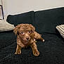 Theodore is registered to the contest to win money with this photo: dog, puppy, brown_dog, couch, sofa, blanket, pillow, living_room, indoor, fur, pet, small_dog, eyes, paw, looking_at_camera, portrait_frame, wall, cozy, curled, relaxed
