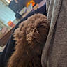 blanket, bokeh, brown_fur, close_up, cozy, dog, ear, fabric, fluffy, fur_texture, home, indoor, lap, living_room, pet, puppy, snuggling, soft_light, sweater, textile