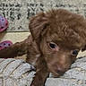 brown_fur, carpet, climbing, close_up, cute, dog, eyes, fur, home, indoor, mobile_screenshot, paw, pet, puppy, shoe, small_dog, sofa, texture, towel, video_playback