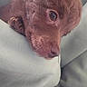 Theodore joined the competition — help win amazing prizes! blanket, brown_fur, close_up, companion, couch, cozy, dog, domestic_animal, eye, indoor, nose, paw, pet, portrait, puppy, relaxed, resting, snout, soft_fabric, whiskers