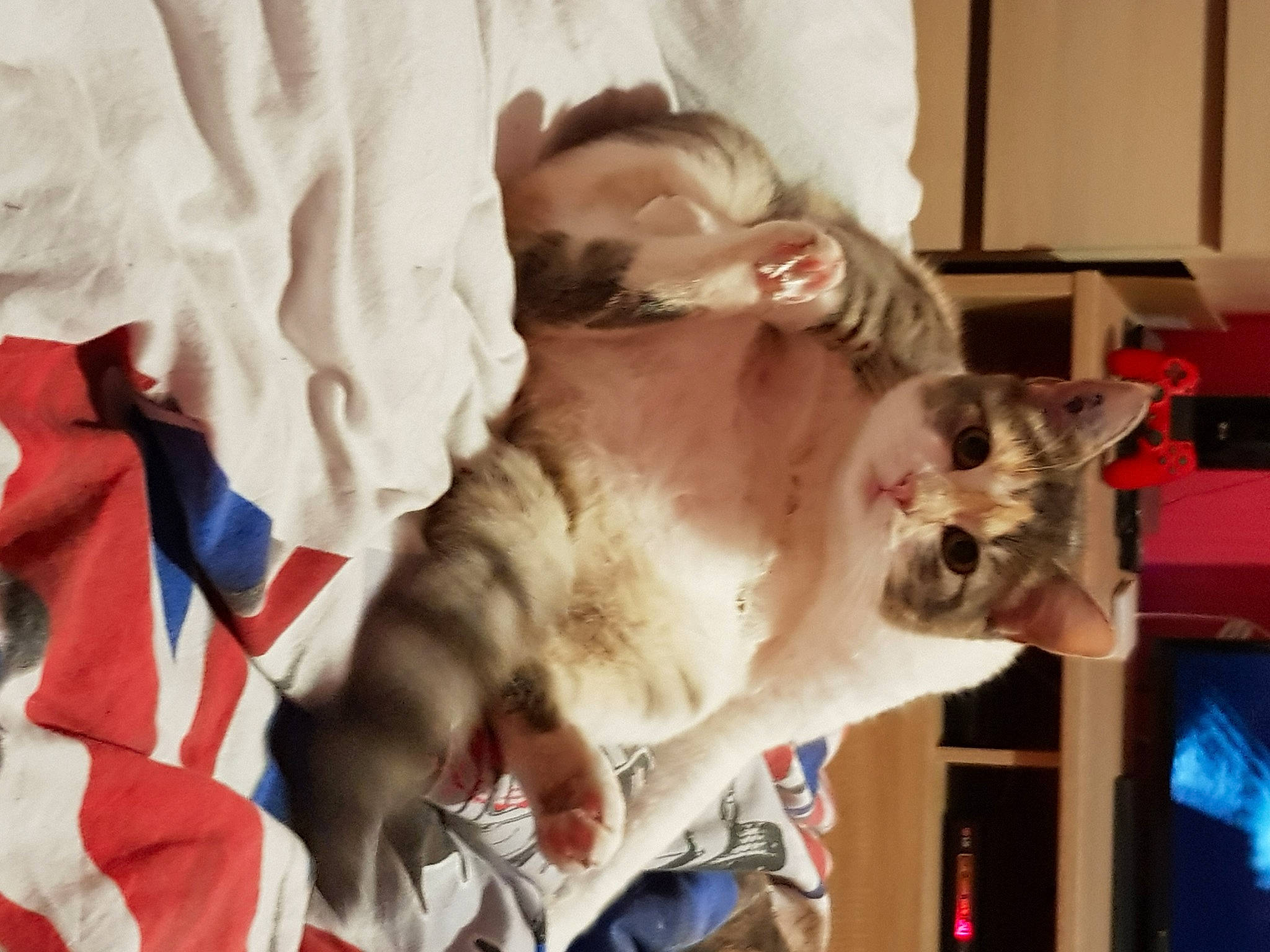 Malou a rejoint le concours — aidez-le/la à gagner de superbes lots ! canidae, carnivore, cat, collar, companion_dog, domestic_short_haired_cat, fawn, felidae, fur, gesture, linens, mammal, small_to_medium_sized_cats, snout, tail, thai, tie, tonkinese, vertebrate, whiskers