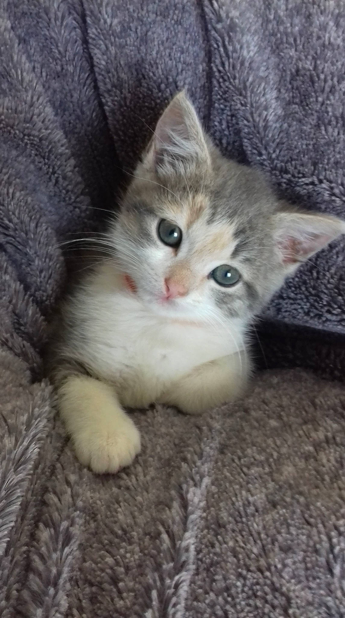 Malou participe au concours pour gagner de l'argent avec cette photo : carnivore, cat, claw, comfort, domestic_short_haired_cat, fawn, felidae, fur, paw, small_to_medium_sized_cats, snout, tail, whiskers, wood