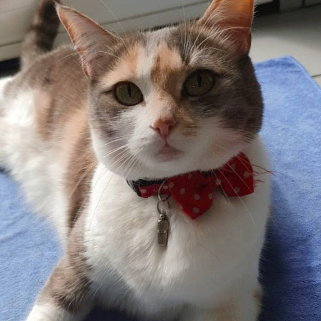 Malou participe au concours pour gagner de l'argent avec cette photo : carnivore, cat, cat_supply, collar, domestic_short_haired_cat, eye, felidae, flowerpot, fur, head, pet_supply, small_to_medium_sized_cats, snout, tail, whiskers