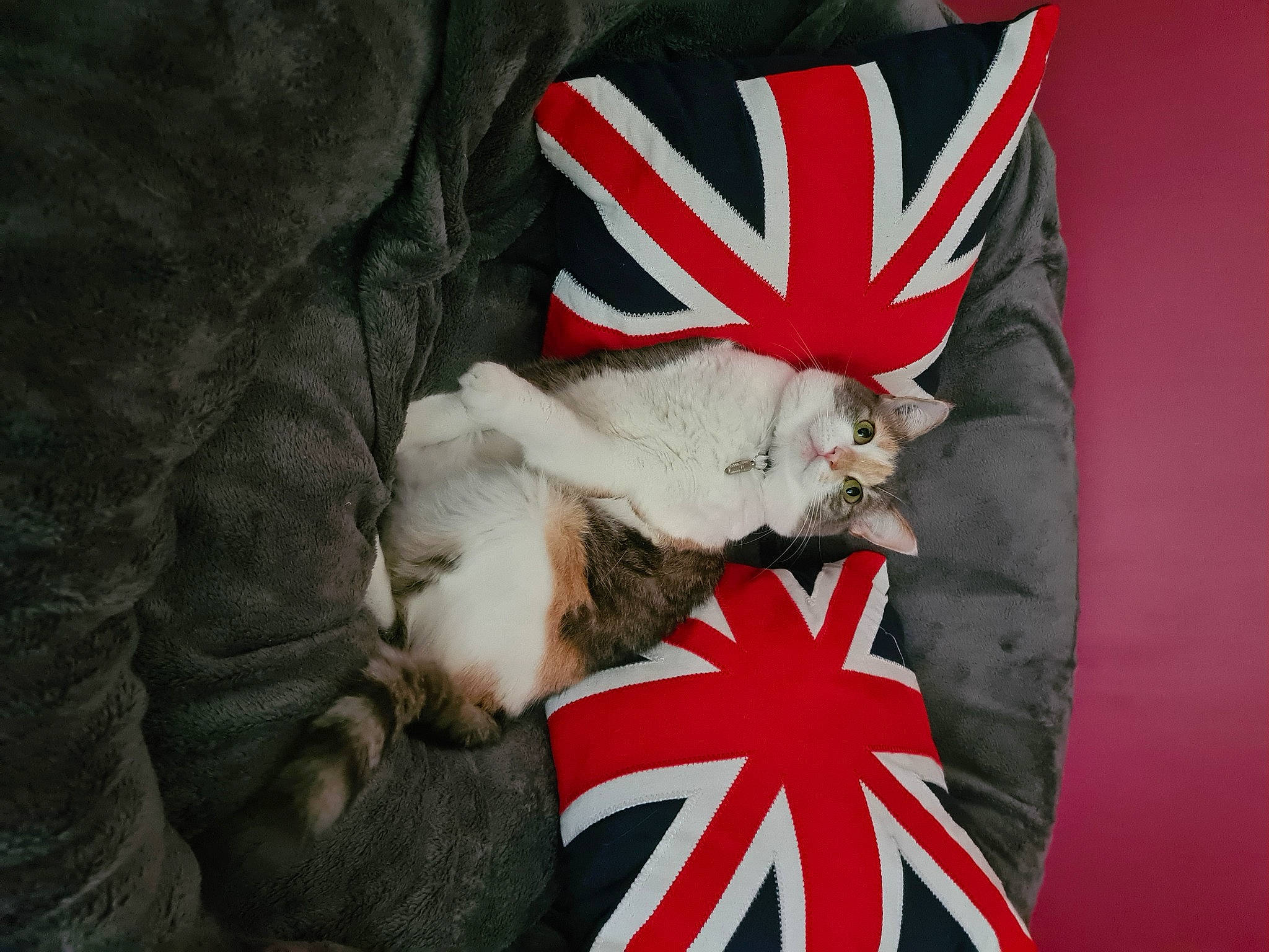 Malou participe au concours pour gagner de l'argent avec cette photo : canidae, carmine, carnivore, cat, comfort, companion_dog, event, fashion_accessory, felidae, flag, flag_of_the_united_states, font, fur, gesture, glove, hat, small_to_medium_sized_cats, textile, tree, whiskers