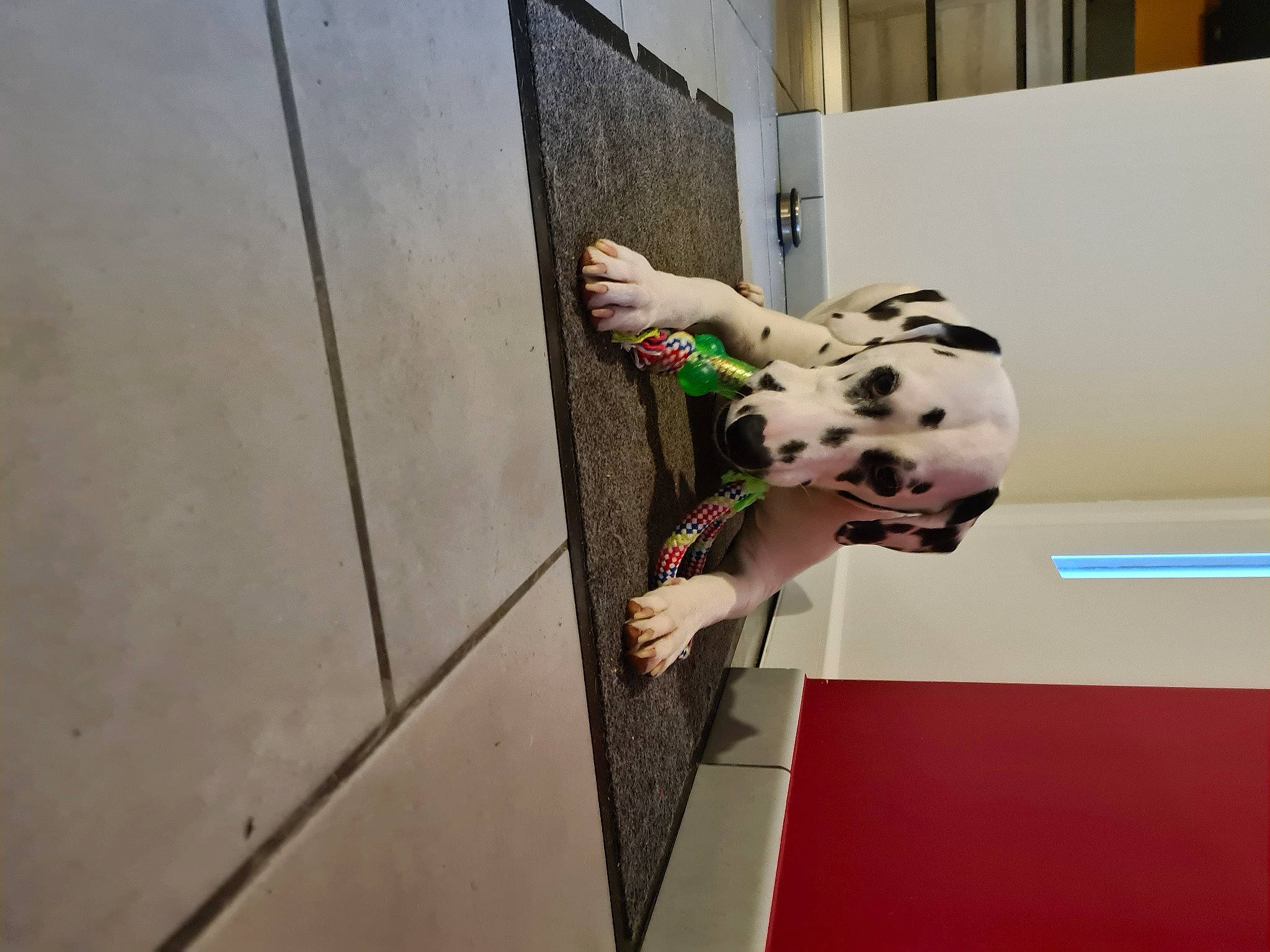 Mala a rejoint le concours — aidez-le/la à gagner de superbes lots ! adventure, canidae, carnivore, child, companion_dog, dalmatian, dog, dog_breed, fawn, floor, flooring, fun, non_sporting_group, play, recreation, room, snout, sporting_group, toy, wood