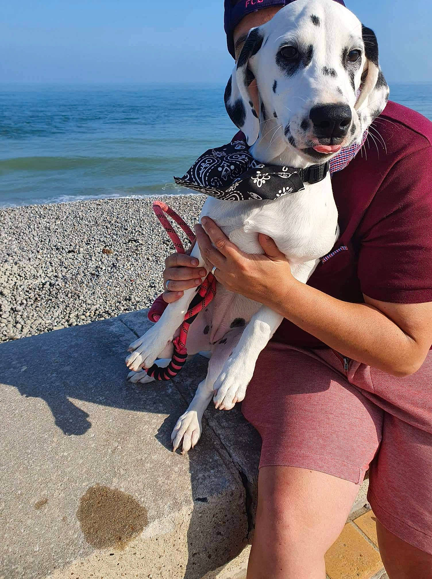 Mala participe au concours pour gagner de l'argent avec cette photo : beach, carnivore, collar, companion_dog, dog, dog_breed, dog_collar, dog_supply, fawn, fun, gesture, happy, human_leg, pet_supply, sky, smile, sporting_group, thigh, water, working_animal