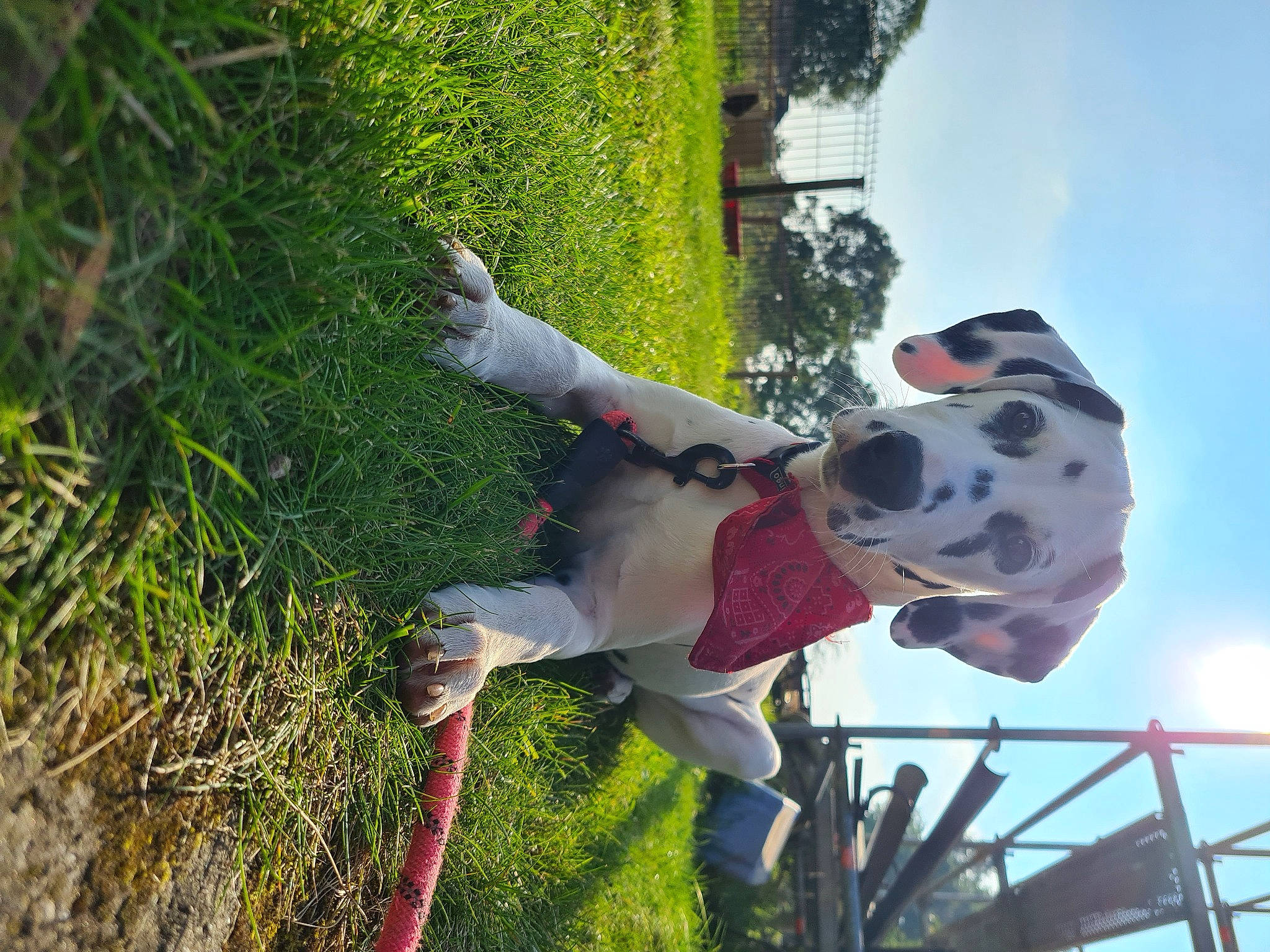 Mala participe au concours pour gagner de l'argent avec cette photo : adventure, ball, canidae, cloud, dog, dog_breed, football, grass, happy, leisure, plant, recreation, rock_climbing_equipment, sky, sporting_group, sports, sports_equipment, sports_toy, toy, tree