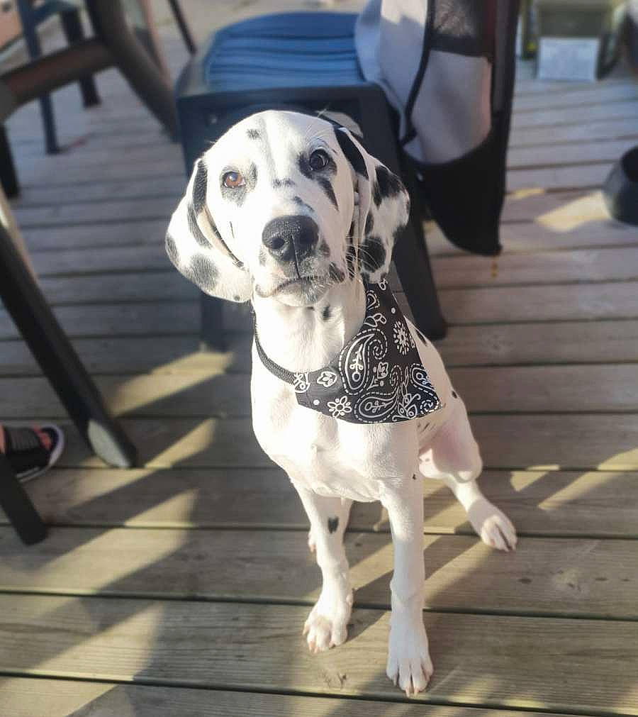 Mala participe au concours pour gagner de l'argent avec cette photo : canidae, carnivore, collar, companion_dog, dalmatian, dog, dog_breed, dog_clothes, dog_collar, dog_supply, fawn, floor, flooring, fur, leash, pattern, pet_supply, snout, street_fashion, working_animal