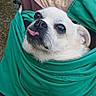 Maje participe au concours pour gagner de l'argent avec cette photo : dog, small_dog, wrapped, green_cloth, baby_chair, outdoor, pet, cute, tongue_out, white_fur, close_up, animal, resting, snug, expression, chair, nature, grass, relaxed, looking_away