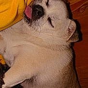 Maje a rejoint le concours — aidez-le/la à gagner de superbes lots ! dog, sleeping, tongue_out, blanket, orange, cozy, cute, pet, fur, resting, indoor, closeup, relaxed, animal, snout, paw, ears, cute_pet, domestic_animal, nap