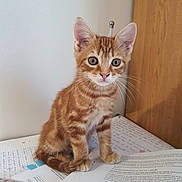 Atlas a rejoint le concours — aidez-le/la à gagner de superbes lots ! kitten, cat, orange_tabby, pet, animal, indoor, curious, sitting, desk, papers, notes, homework, whiskers, ears, fur, young, cute, feline, looking, closeup