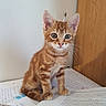 kitten, cat, orange_tabby, pet, animal, indoor, curious, sitting, desk, papers, notes, homework, whiskers, ears, fur, young, cute, feline, looking, closeup