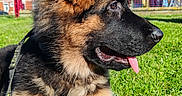 Butkus participe au concours pour gagner de l'argent avec cette photo : dog, puppy, german_shepherd, grass, outdoor, blue_sky, sunny, playground, leash, fur, tongue, pet, animal, canine, young_dog, nature, daylight, cute, profile, ears