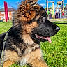 dog, puppy, german_shepherd, grass, outdoor, blue_sky, sunny, playground, leash, fur, tongue, pet, animal, canine, young_dog, nature, daylight, cute, profile, ears