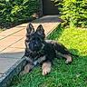 Butkus a rejoint le concours — aidez-le/la à gagner de superbes lots ! german_shepherd, puppy, dog, grass, outdoor, sunlight, greenery, bushes, pathway, pavement, laying_down, animal, canine, pet, nature, young_dog, fur, ears, quiet, calm