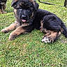 Butkus participe au concours pour gagner de l'argent avec cette photo : puppy, german_shepherd, dog, grass, outdoor, fence, pet, animal, cute, playful, young, fur, tongue_out, nature, garden, two_puppies, adorable, canine, resting, summer