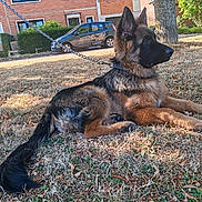 Butkus participe au concours pour gagner de l'argent avec cette photo : dog, german_shepherd, puppy, leash, grass, tree, house, car, outdoor, sunlight, pet, animal, canine, nature, summer, brown, black, fur, resting, calm