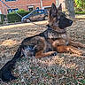 dog, german_shepherd, puppy, leash, grass, tree, house, car, outdoor, sunlight, pet, animal, canine, nature, summer, brown, black, fur, resting, calm
