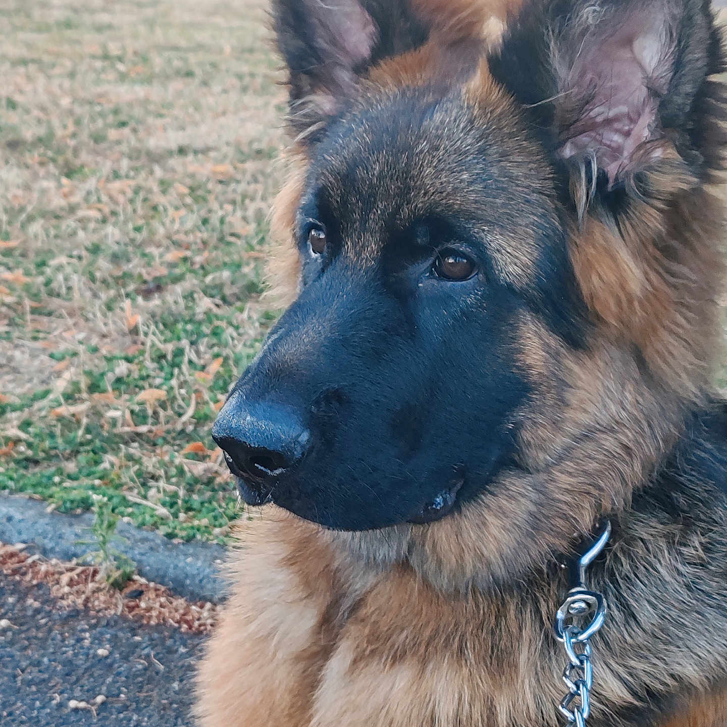 Butkus participe au concours pour gagner de l'argent avec cette photo : dog, german_shepherd, pet, animal, outdoor, grass, leash, close_up, portrait, canine, fur, ears, nose, side_view, nature, parked_car, street, watchful, brown, black