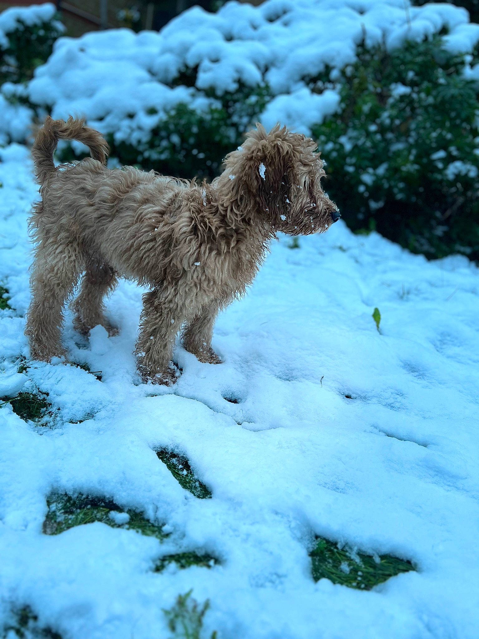 Brownie joined the competition — help win amazing prizes! canidae, carnivore, companion_dog, dog, dog_breed, freezing, fur, plant, poodle, snow, sporting_group, standard_poodle, tail, terrestrial_animal, water_dog, wildlife, winter, working_animal