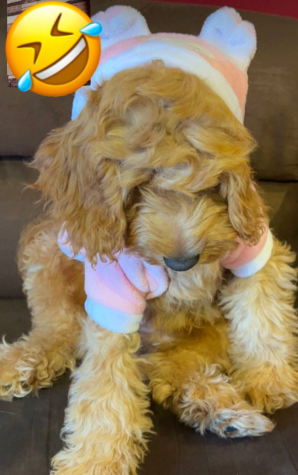 Brownie joined the competition — help win amazing prizes! canidae, carnivore, companion_dog, dog, dog_breed, dog_collar, dog_supply, event, fawn, fur, hat, labradoodle, mammal, pet_supply, pumpkin, snout, sporting_group, terrier, toy_dog, yellow