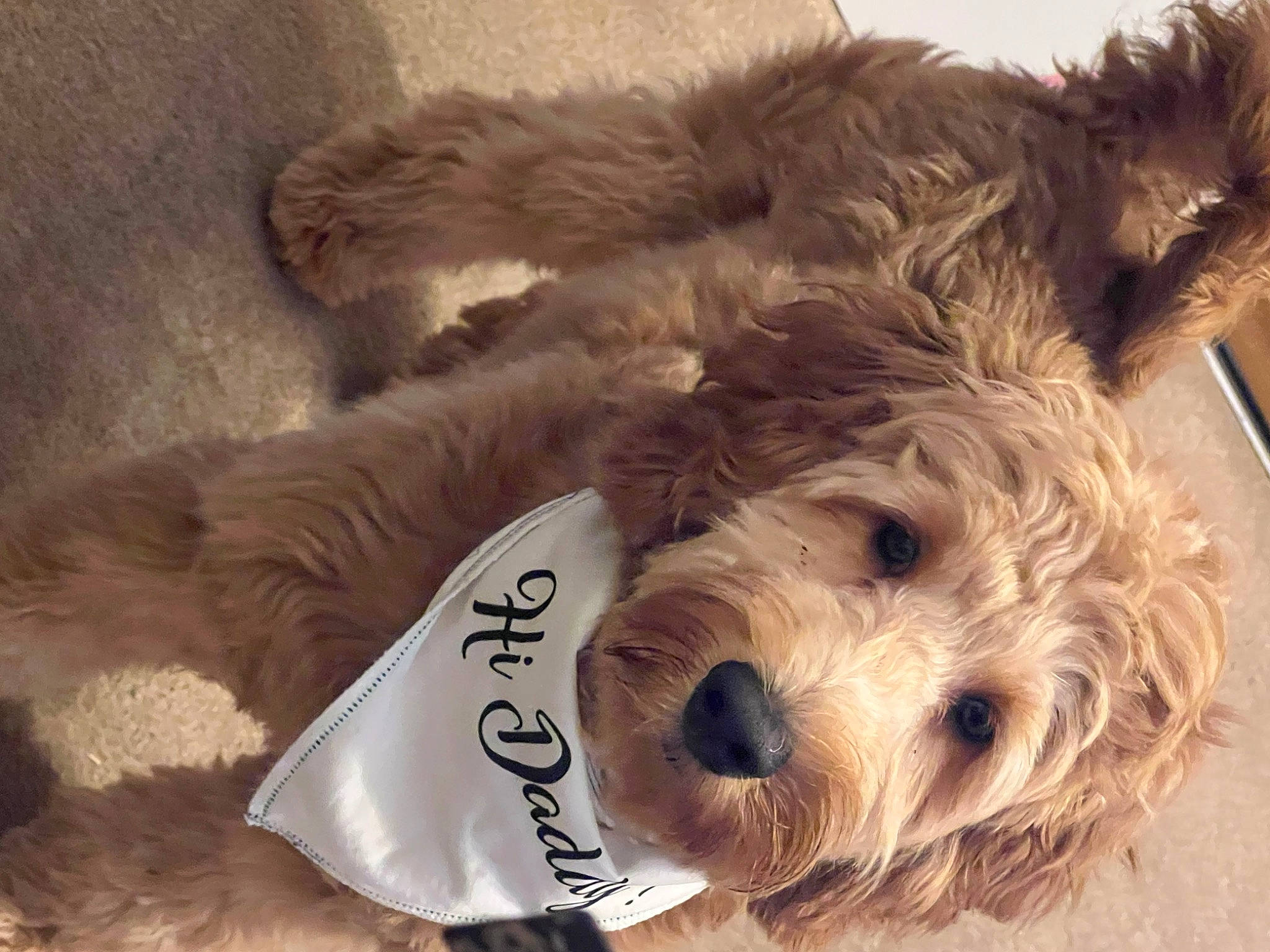 Brownie joined the competition — help win amazing prizes! canidae, carnivore, companion_dog, dog, dog_breed, dog_clothes, dog_collar, dog_supply, fur, labradoodle, mammal, pet_supply, small_terrier, snout, sporting_group, terrier, toy, toy_dog, water_dog, working_animal