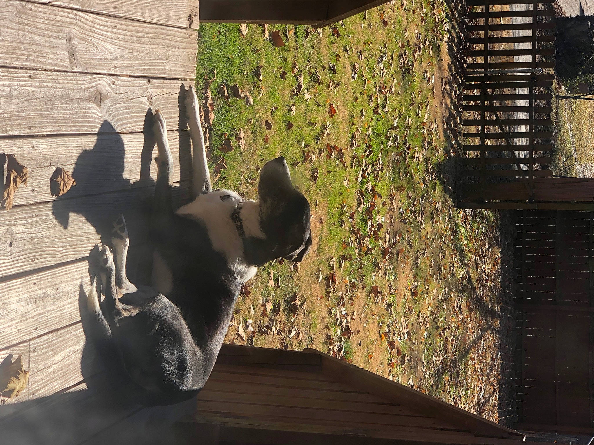 Diddy joined the competition — help win amazing prizes! brick, building, canidae, carnivore, companion_dog, dog, dog_breed, fawn, grass, hardwood, house, plant, shade, shadow, sporting_group, sunlight, tail, tints_and_shades, window, wood