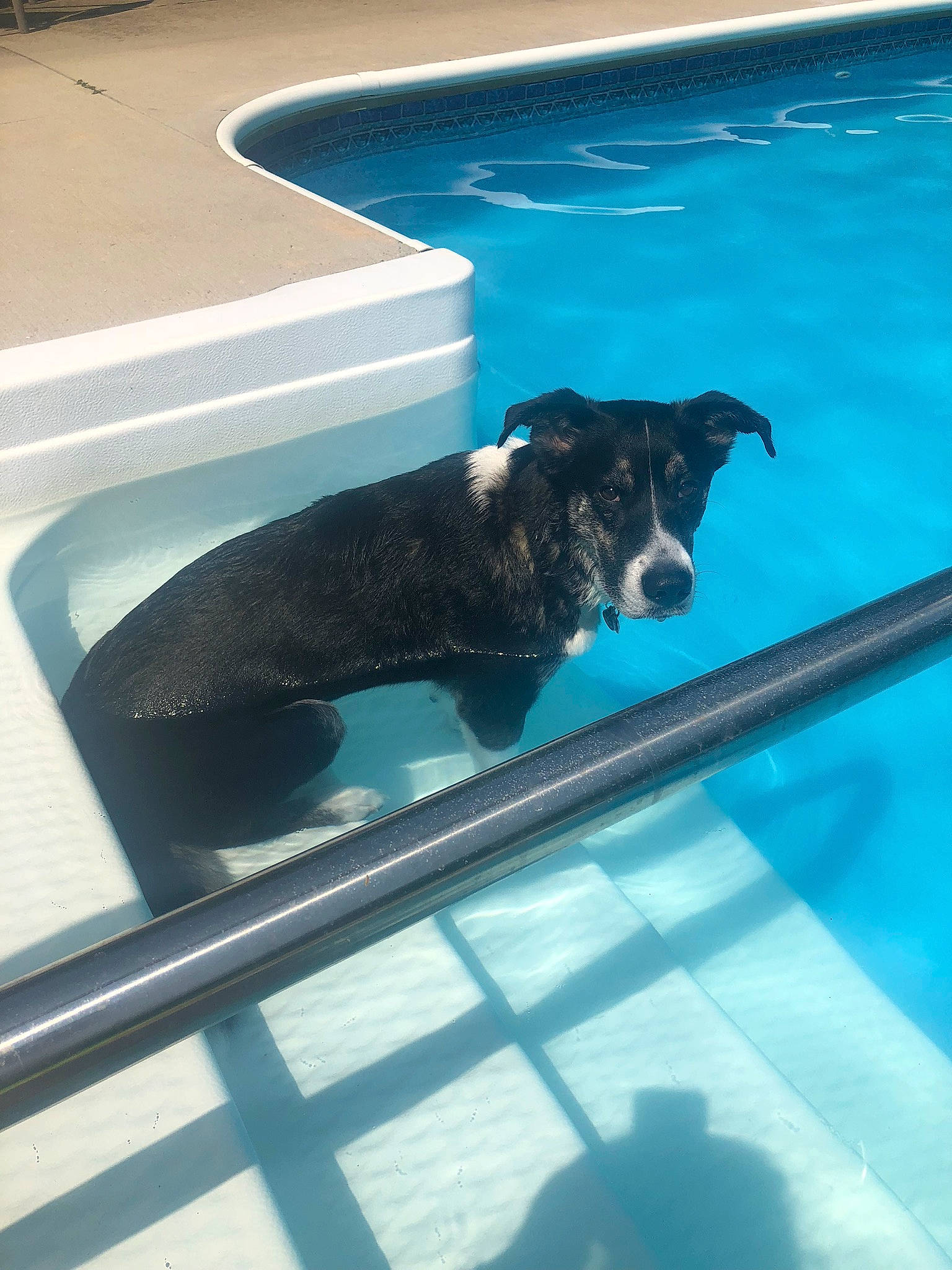Diddy joined the competition — help win amazing prizes! aqua, blue, canidae, carnivore, companion_dog, dog, dog_breed, flooring, gun_dog, leisure, line, recreation, rectangle, shadow, sporting_group, swimming_pool, water, working_dog