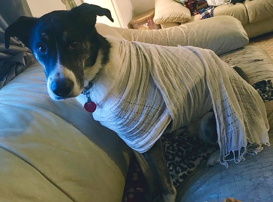 Diddy joined the competition — help win amazing prizes! canidae, carnivore, collar, comfort, companion_dog, dog, dog_breed, dog_supply, electric_blue, fawn, fur, guard_dog, human_leg, linens, sighthound, snout, sporting_group, terrestrial_animal, whiskers, working_animal