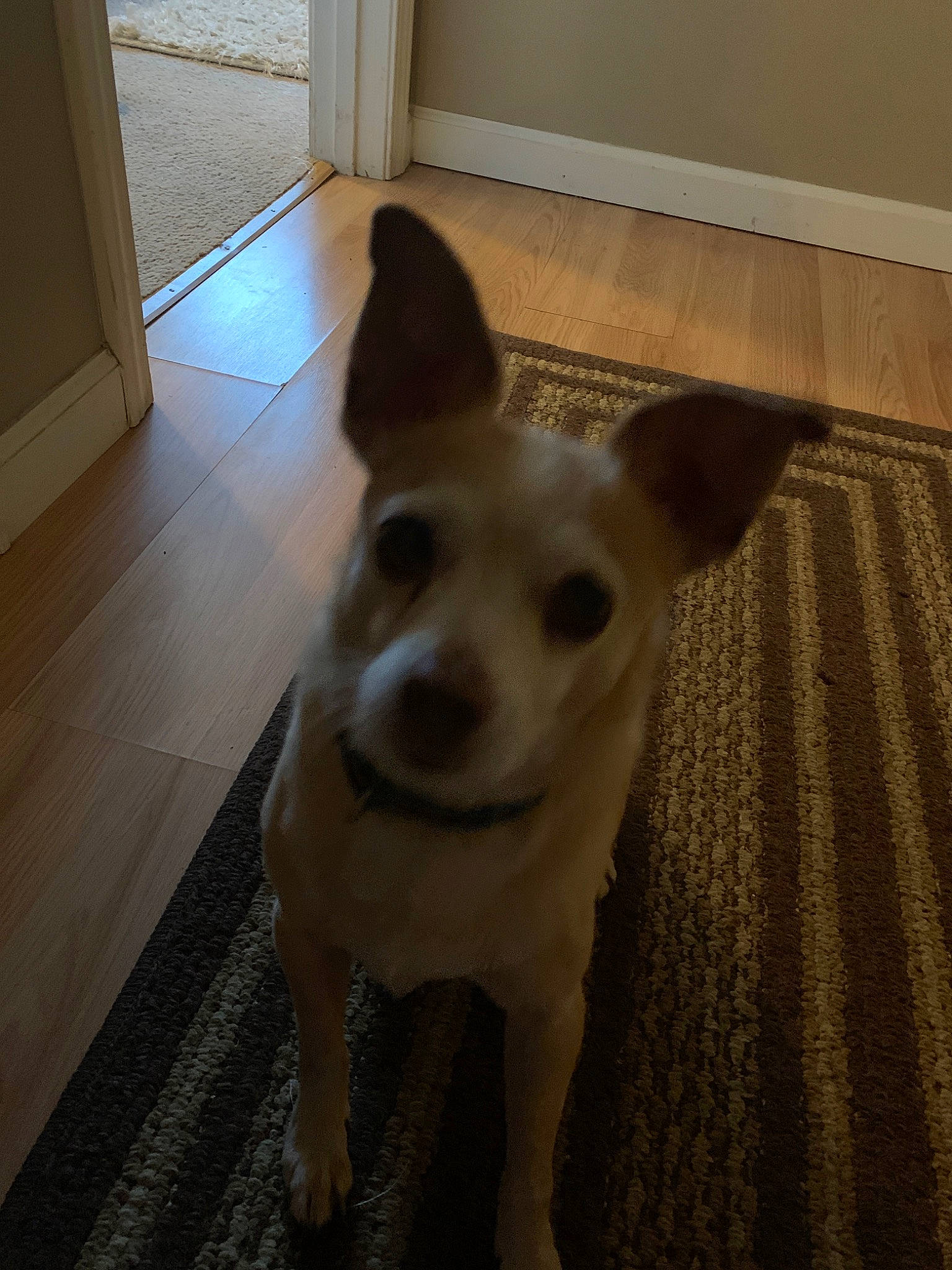 Bentley is registered to the contest to win money with this photo: canidae, carnivore, companion_dog, dog, dog_breed, ear, fawn, feist, floor, mammal, miniature_fox_terrier, rare_breed_dog, rat_terrier, snout, teddy_roosevelt_terrier, vertebrate, whiskers