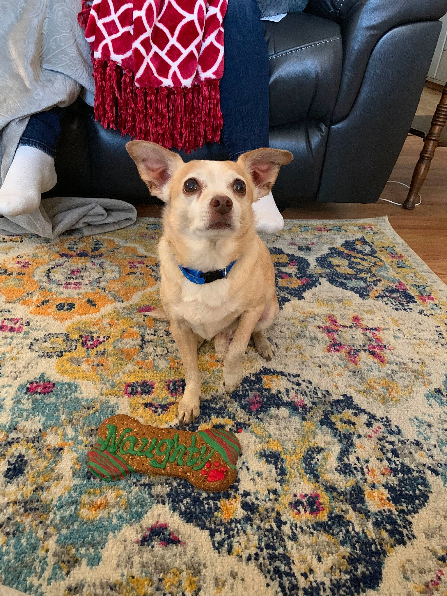 Bentley is registered to the contest to win money with this photo: canidae, carnivore, chihuahua, companion_dog, couch, dog, dog_breed, fawn, french_bulldog, furniture, linens, mammal, non_sporting_group, puppy, snout, textile, toy_dog, vertebrate