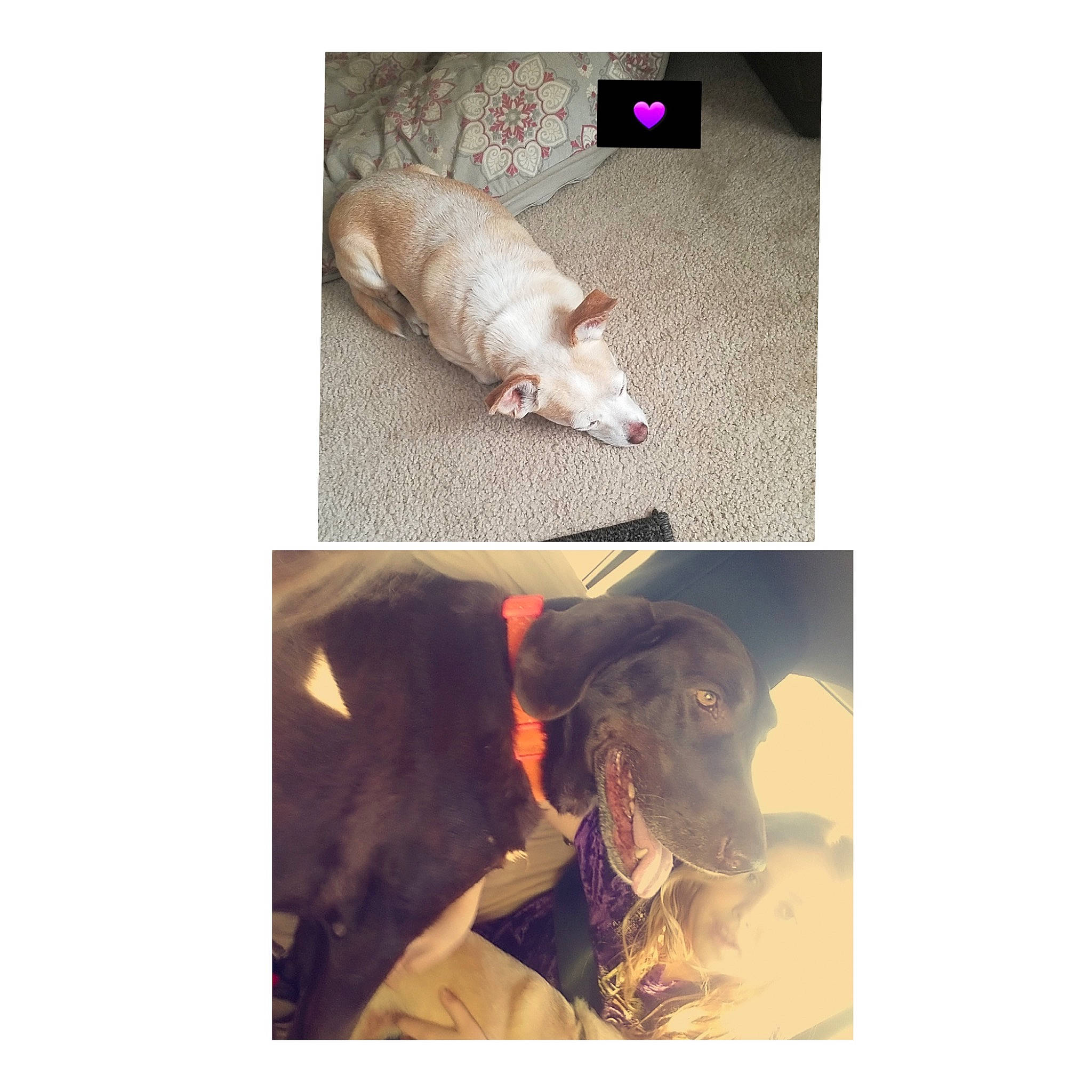 Bentley is registered to the contest to win money with this photo: canidae, carnivore, cat, dog, ear, fawn, fur, puppy, rat