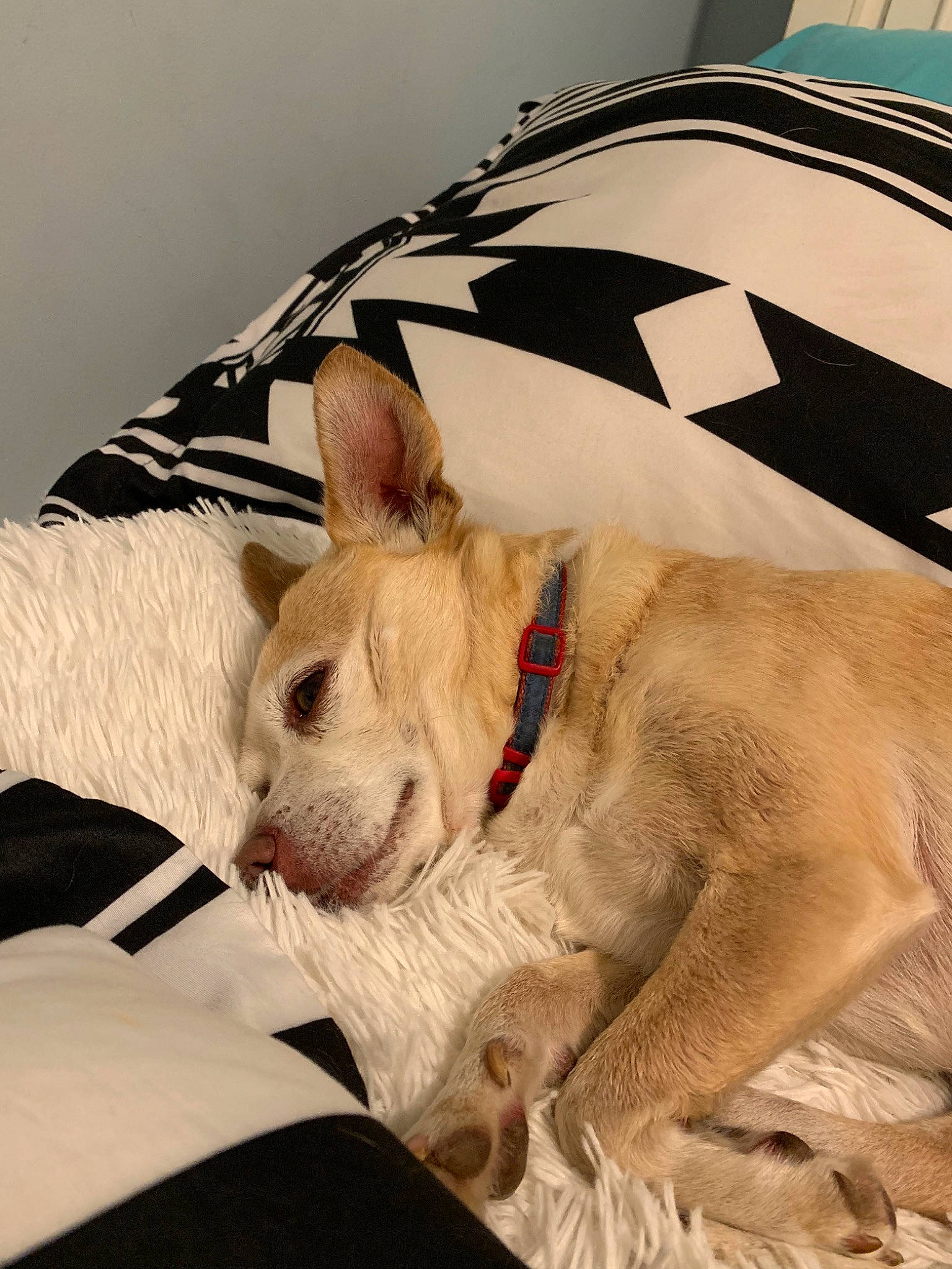 Bentley is registered to the contest to win money with this photo: canidae, carnivore, companion_dog, dog, dog_breed, fawn, mammal, non_sporting_group, snout, sporting_group, whiskers