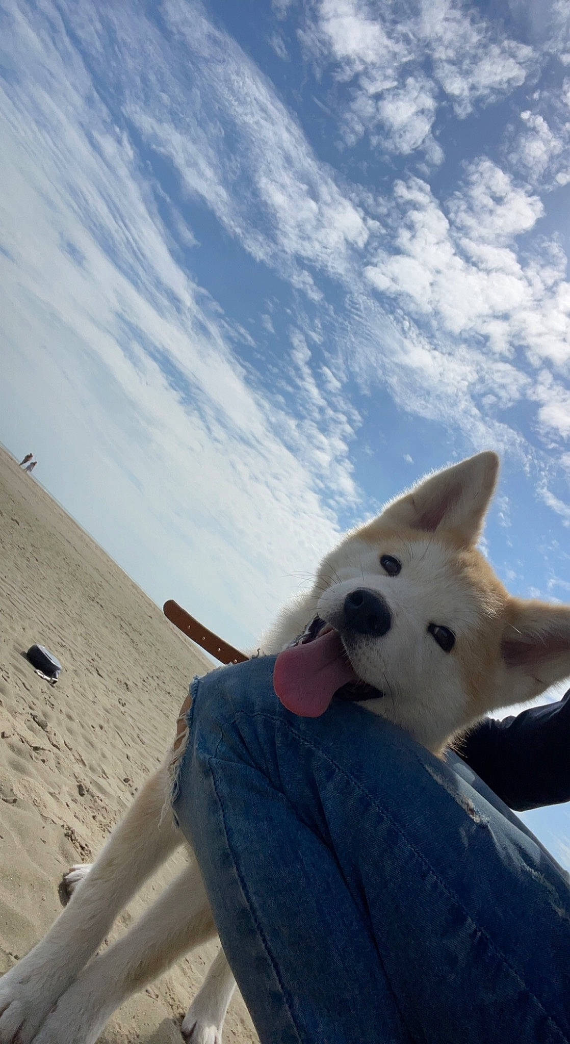 Tango a rejoint le concours — aidez-le/la à gagner de superbes lots ! aeolian_landform, carnivore, cloud, companion_dog, dog, dog_breed, freezing, fun, fur, ice_cap, landscape, ocean, playing_in_the_snow, recreation, singing_sand, sky, snow, tree, wind, winter