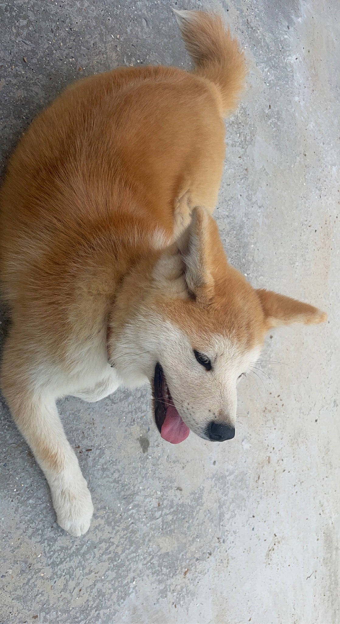 Tango a rejoint le concours — aidez-le/la à gagner de superbes lots ! ancient_dog_breeds, carnivore, collar, companion_dog, dog, dog_breed, dog_supply, fawn, foot, fur, non_sporting_group, sporting_group, tail, terrestrial_animal, working_animal, working_dog