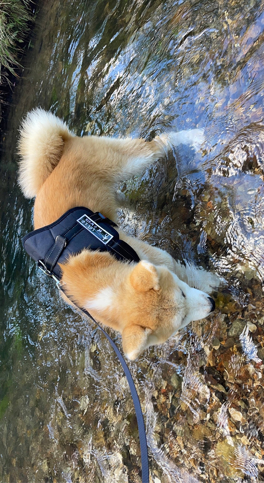 Tango participe au concours pour gagner de l'argent avec cette photo : ancient_dog_breeds, canidae, canis, carnivore, companion_dog, dog, dog_breed, fawn, fur, spitz, sporting_group, spring, tail, terrestrial_animal, water, wildlife