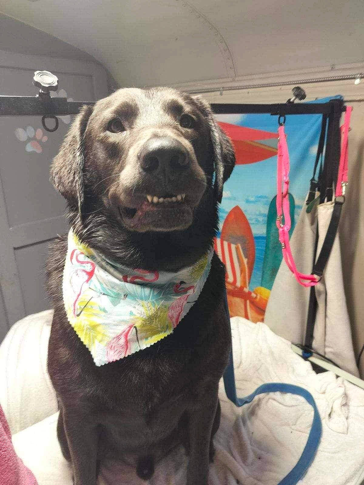 Rufus joined the competition — help win amazing prizes! canidae, carnivore, collar, companion_dog, dog, dog_breed, dog_collar, dog_supply, event, fawn, guard_dog, gun_dog, hunting_dog, liver, non_sporting_group, pet_supply, snout, sporting_group, working_animal, working_dog