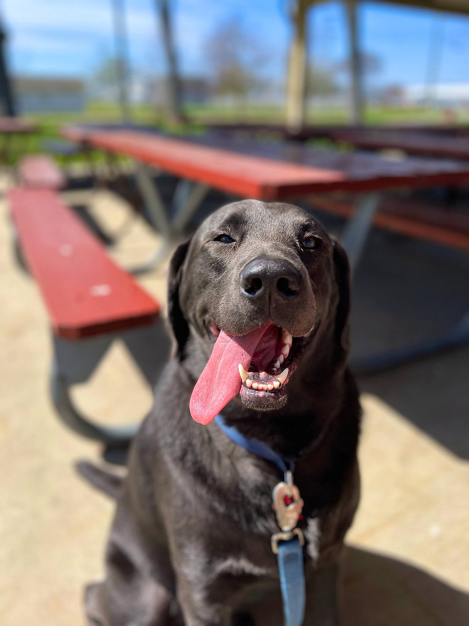 Rufus joined the competition — help win amazing prizes! borador, canidae, carnivore, collar, companion_dog, dog, dog_breed, dog_collar, fawn, fur, guard_dog, gun_dog, leash, liver, retriever, sky, snout, sporting_group, whiskers, working_animal