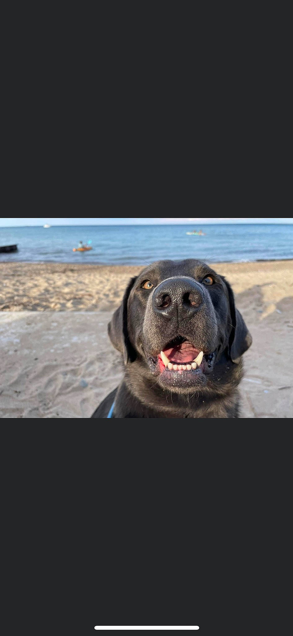 Rufus joined the competition — help win amazing prizes! carnivore, companion_dog, dog, dog_breed, fang, rock, sporting_group, terrestrial_animal, water, whiskers