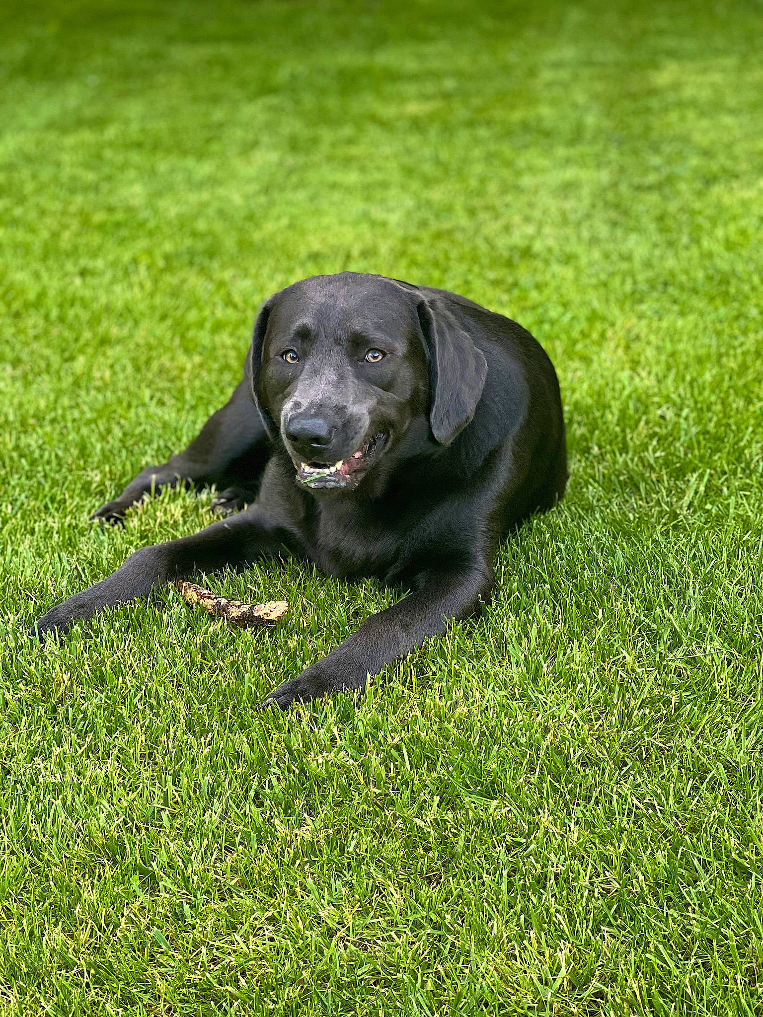 Rufus is registered to the contest to win money with this photo: borador, canidae, carnivore, companion_dog, dog, dog_breed, grass, grassland, groundcover, guard_dog, gun_dog, hunting_dog, pasture, plant, prairie, snout, sporting_group, tail, terrestrial_animal, working_animal