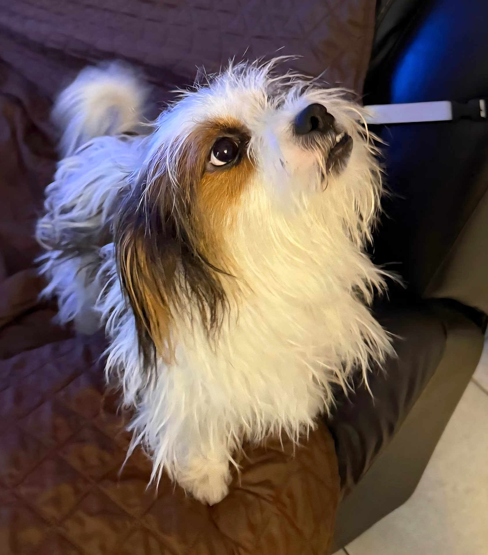 Tobi joined the competition — help win amazing prizes! dog, fluffy, scruffy, brown, white, pet, animal, indoor, quilt, couch, looking_up, fur, ears, tail, cute, companion, domestic, friendly, side_view, canine