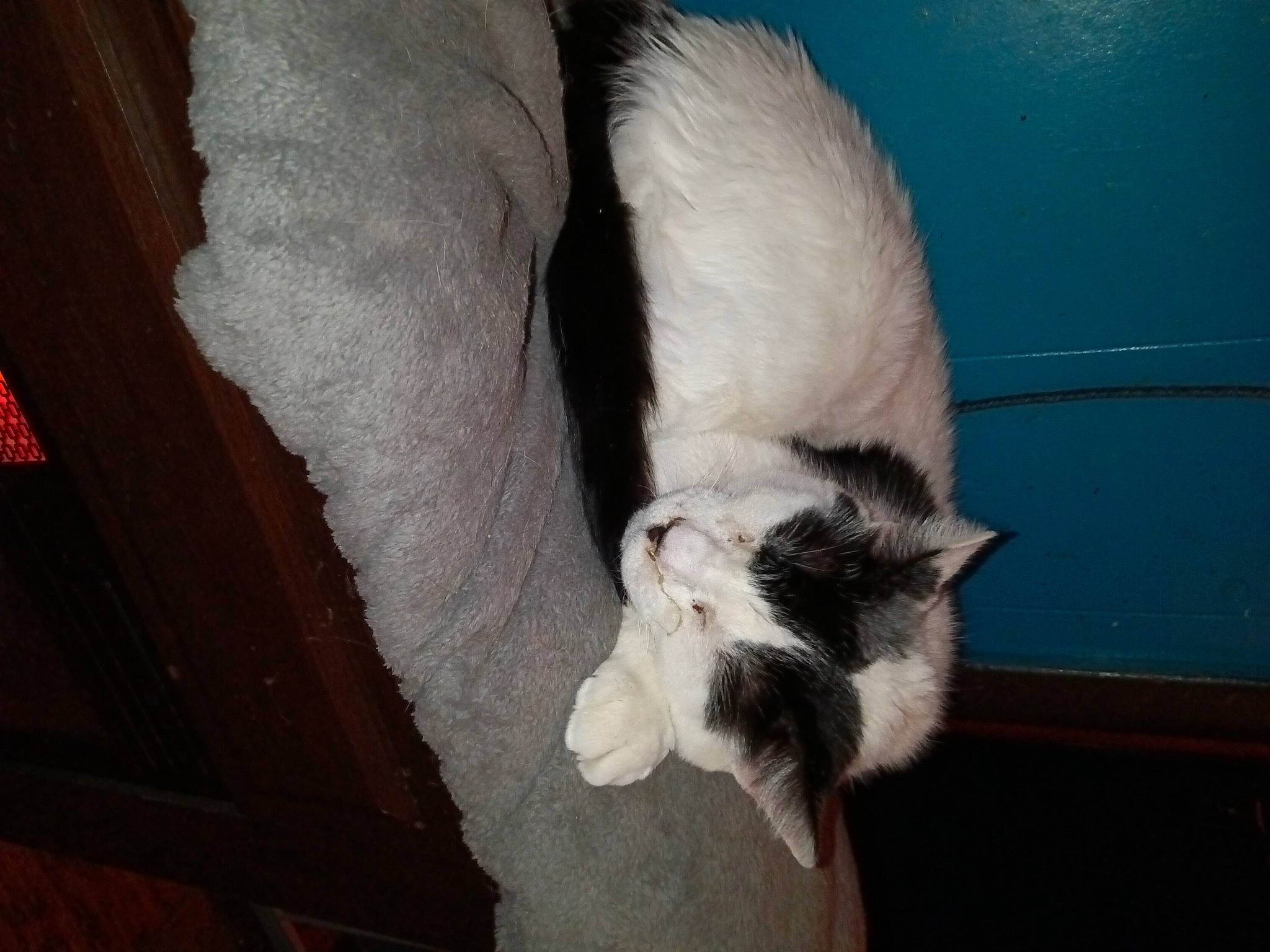 Goku joined the competition — help win amazing prizes! canidae, carnivore, cat, claw, comfort, dog_breed, domestic_short_haired_cat, fawn, felidae, flooring, fur, hardwood, human_leg, paw, small_to_medium_sized_cats, snout, sporting_group, tail, whiskers, wood