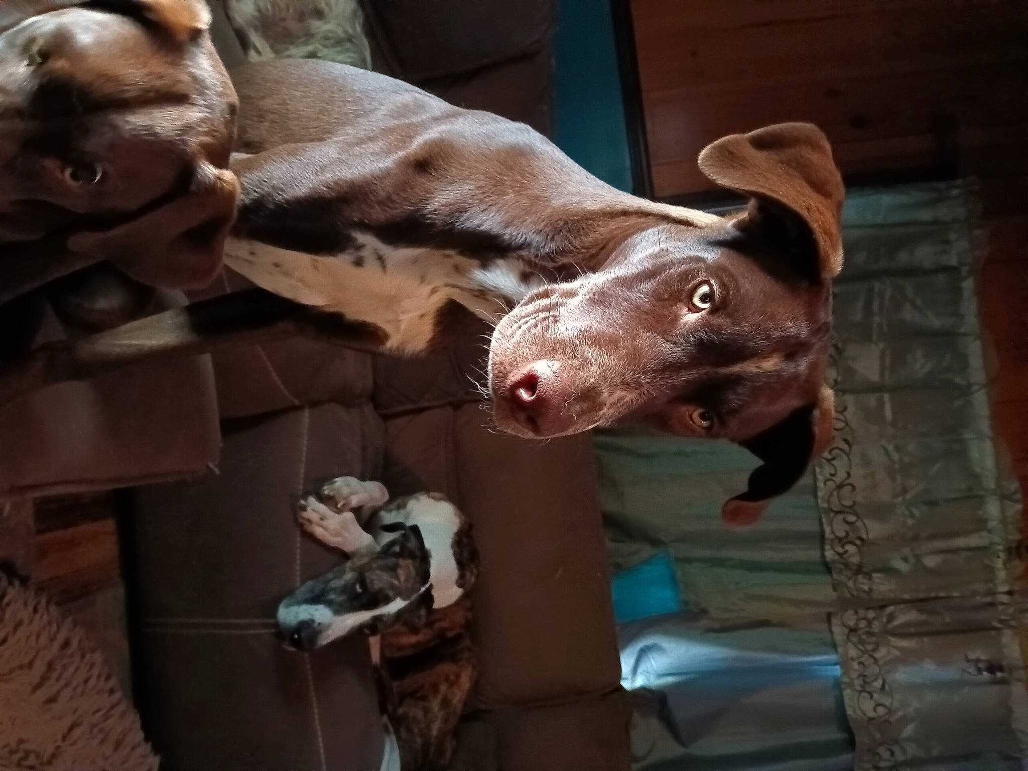 Morticai is registered to the contest to win money with this photo: art, bronze_sculpture, bull, canidae, carnivore, dog_breed, extinction, fawn, felidae, horn, jaw, liver, metal, sculpture, snout, sporting_group, statue, terrestrial_animal, wood, working_animal