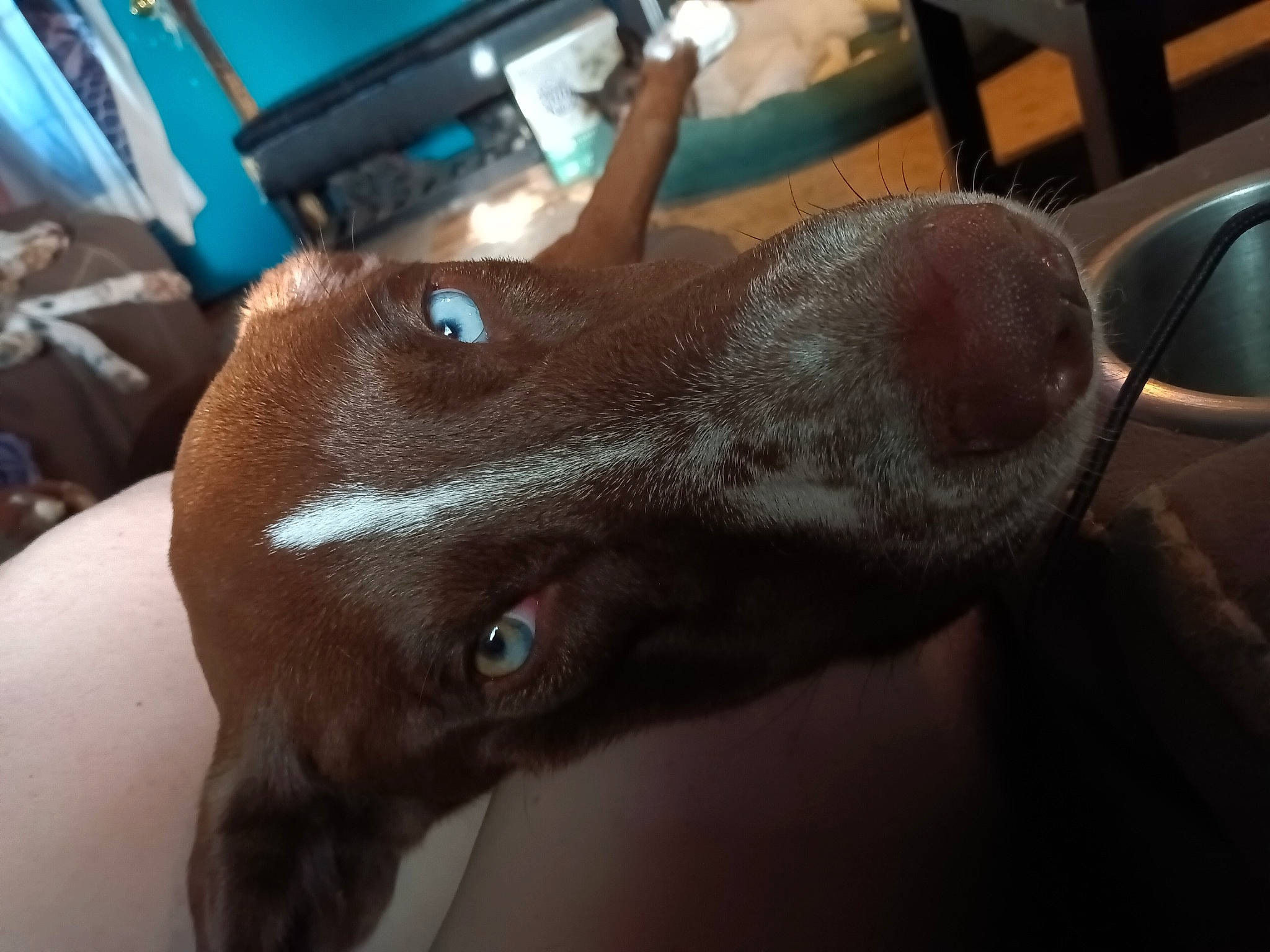 Morticai joined the competition — help win amazing prizes! borador, canidae, carnivore, chair, companion_dog, dog, dog_breed, ear, fawn, foot, fur, gesture, liver, nail, non_sporting_group, snout, sporting_group, whiskers, working_animal